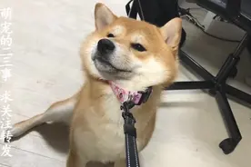 「柴犬」哎呀，狗狗这大脸盘子，满脸写着拒绝，哈哈哈哈哈！视频封面