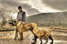 土耳其的骄傲~坎高犬，有了它比特犬不再是猛犬神话图片
