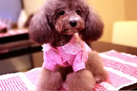 那些萌化少女心的泰迪犬：玩具泰迪和茶杯泰迪图片