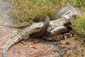 蛇有不能消化的东西么？一年只吃一顿饭？蛇的忍饿力有多强图片