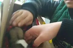 小学生带狗狗去上课，背后的原因让人心酸和感动图片