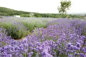 长风体.题赠文传晶女士（李长风原创诗词70）图片