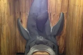 解密：男士便池里卫生球的玄机你知道吗？图片