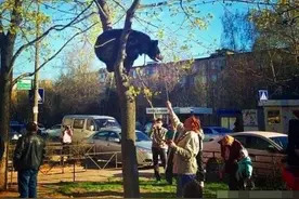 也只有俄罗斯这样的战斗民族，才能把棕熊当宠物吧图片