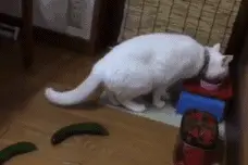 高贵的猫竟然会恐惧黄瓜，难道藏着不可告人的秘密！绝对！图片