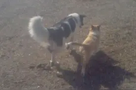 中华两大牧羊神犬：哈萨克牧羊犬和山犬图片