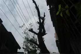 贵阳一小区 大树太茂盛 “亲”上高压线 居民过路有点怕图片
