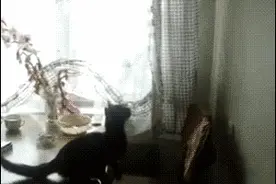 猫爱上鱼，超越了种族的界限图片