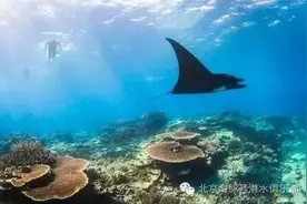 海豚号~和蝠鲼同游的绝佳潜点——大堡礁：伊利特女士岛图片