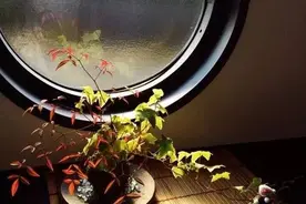这些观赏竹你见过几种，小编只能想到这些！图片