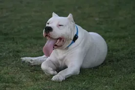 阿根廷杜高犬属于在国内禁养犬？图片