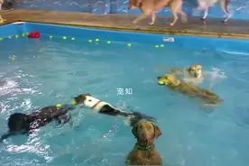 蠢狗站在水里一动不动，旁边的狗都以为它是木头做的图片