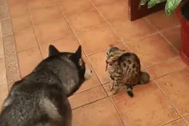 哈士奇打架虽然输了，但表情却赢了！图片