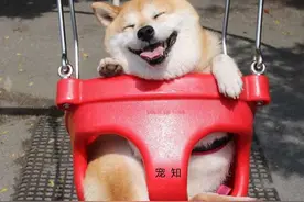 柴犬第一次玩荡秋千，笑得合不拢嘴，连家都不想回了图片