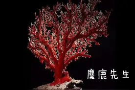 红珊瑚国检鉴定标准图片