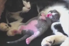 猫妈妈哄小奶猫睡觉样子超可爱，实在太萌了！视频封面