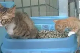 家里的猫咪不会埋粑粑，本以为是笨，没想到原来爱埋屎的都是弱者图片
