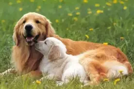宠族小课堂——狗狗不吃东西是怎么回事？图片