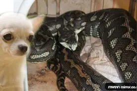 可怜狗狗被50岁巨蟒整个吞下，一半狗链从巨蟒嘴里漏在外面图片