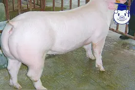 养猪要想赚钱，选种是第一步，你可知道如何选育良种猪？图片