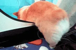 短腿萌神-----柯基图片