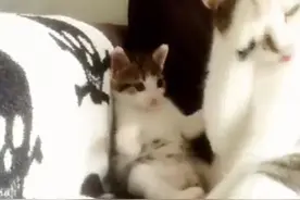 猫妈洗脸课程难度太高？猫宝学到一半举手投降图片