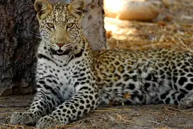 这只花豹捕食了一只小松鼠，怎料接下来却被松鼠反击咬住下巴！图片