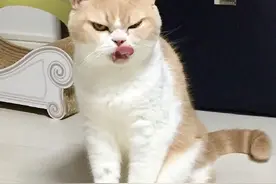 这猫天生自带“滚”表情，生人勿近！图片