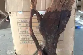 崖柏大咖秀：烂树根变极品摆件，附打磨过程！图片