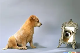 请定期给狗狗修剪趾爪（图）图片