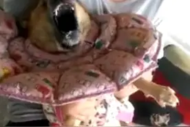 尽管主人一直抱着它，可是只要癫痫发作时，还是让人看着很心痛图片