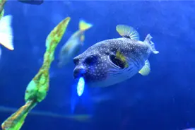 梦幻海洋馆:光影交错如梦境 鱼儿悠闲水中游图片
