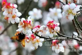 2016年三明赏花日历，带你赏一年四季的花花世界图片