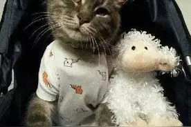 女主人嫌猫咪有点吵，于是拧断了它的脖子！图片