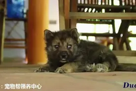 这只小狗出生就患有不老症的怪病，而且四肢僵硬，但却让它格外萌图片
