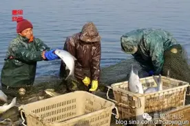 黄梅|“干塘”捉鱼好过年图片