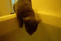 被吓尿的喵星人，说好的高冷呢！图片