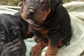 我姥姥家的狗，可爱吧！蠢萌蠢萌的图片