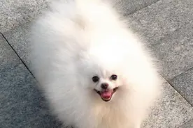 家有“博美犬”的主人，这些细节你们做到了吗？图片