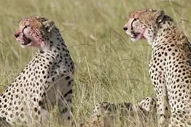 这只小羚羊遭遇两只猎豹捕食拼命逃跑，无奈最后还是成了猎豹美食图片