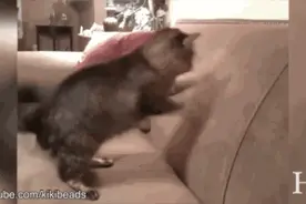 与影子战斗的猫，神经病的世界我还是不太懂图片