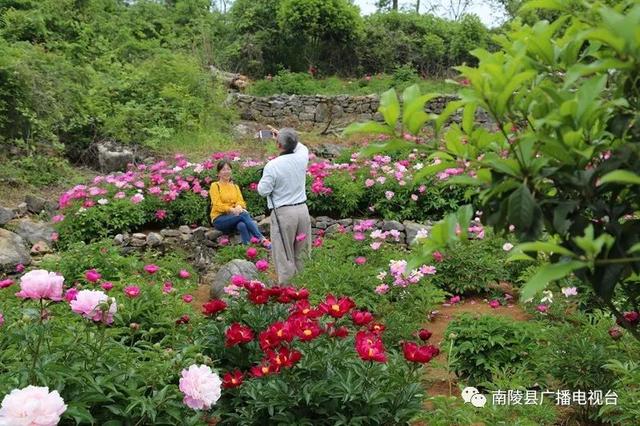 "花神"降临南陵,我再一次浮想联翩.