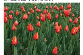 不考研写论文没意义！教授的建议上热搜，网友开吵了……图片