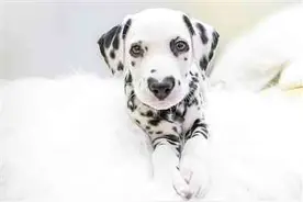 心形鼻子 斑点狗自带“表白”技能图片