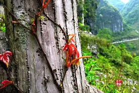 大化七百弄 山海绵延长显壮观图片