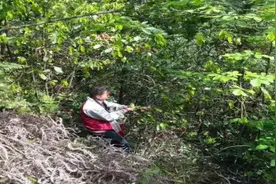 溆浦之野有“甜茶”图片