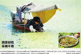 莼菜好吃 采摘不易图片