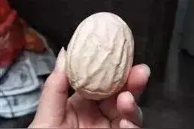 奇事！瑞安阿姨家中母鸡生下“核桃蛋” 专家说可食用图片