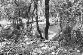 枣庄一小树林里垃圾遍地无人清理 市民盼治理图片