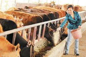 王飞朝：深山“女汉子”下岗9年干了1件大事图片